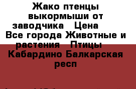 Жако птенцы выкормыши от заводчика › Цена ­ 1 - Все города Животные и растения » Птицы   . Кабардино-Балкарская респ.